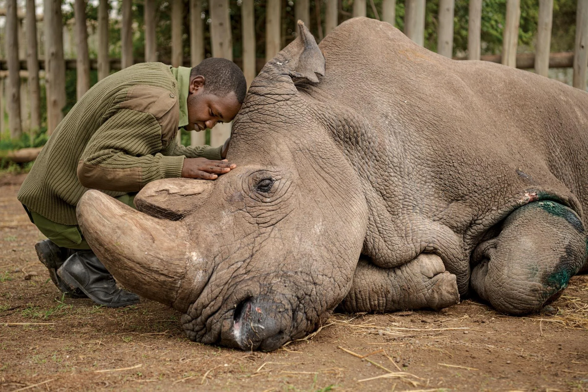 explore-extinction-last-male-northern-white-rhinoceros-sudan-ami-vitale.adapt.1900.1.jpg
