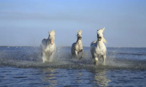 “The armies of heaven, dressed in the finest of pure white linen, followed him on white horses.” Revelation 19:14 Pixabay Photo by 2554813