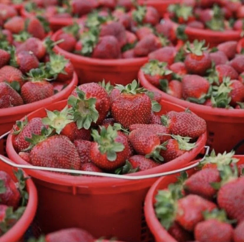 The Sower and the Seed Dream