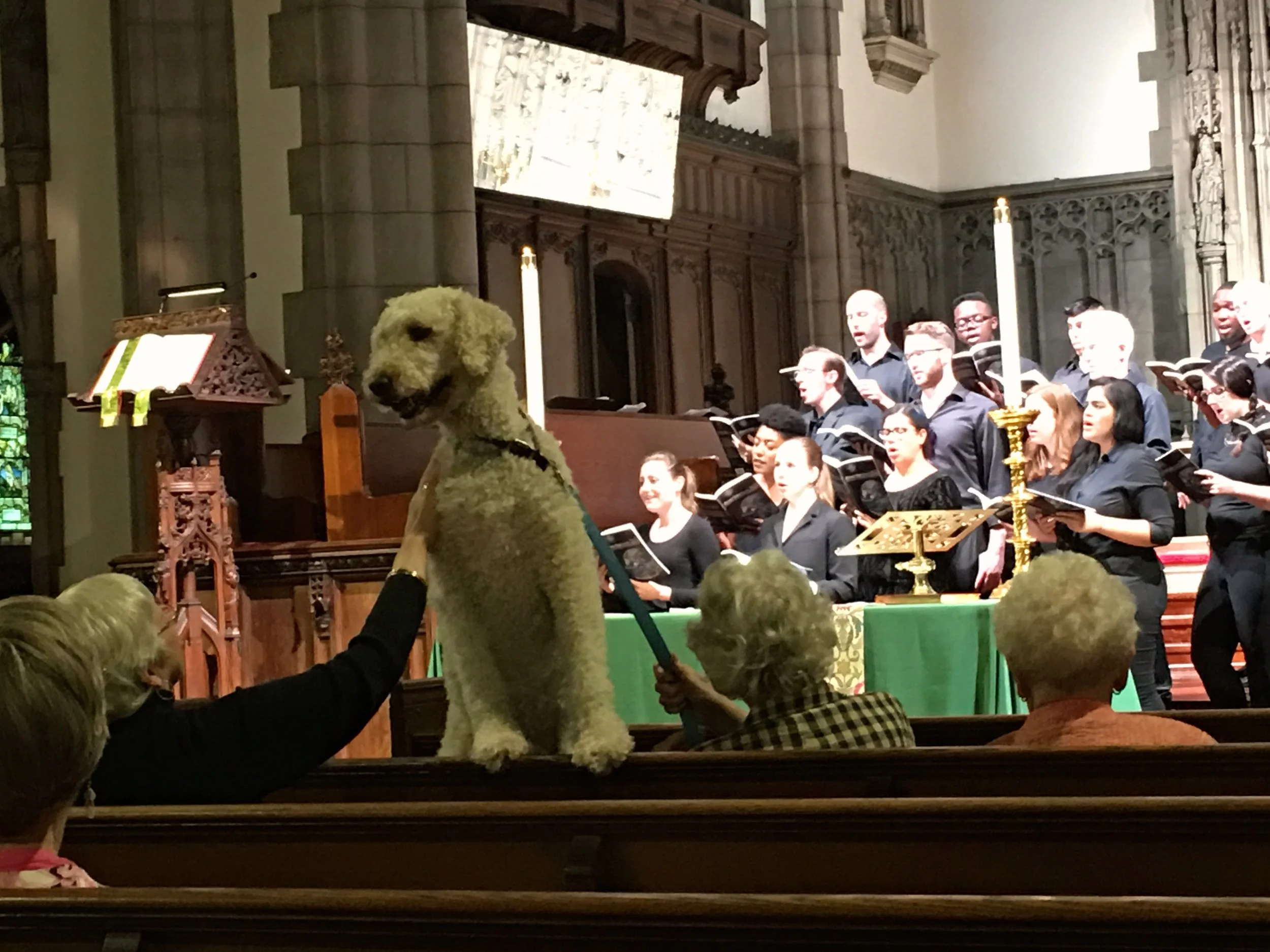 Animals in church on St. Francis Day