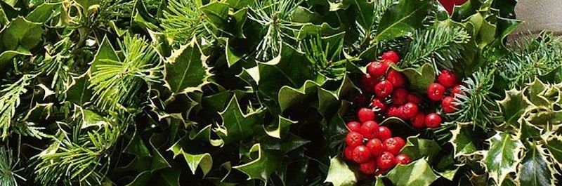 Greening of the Church!