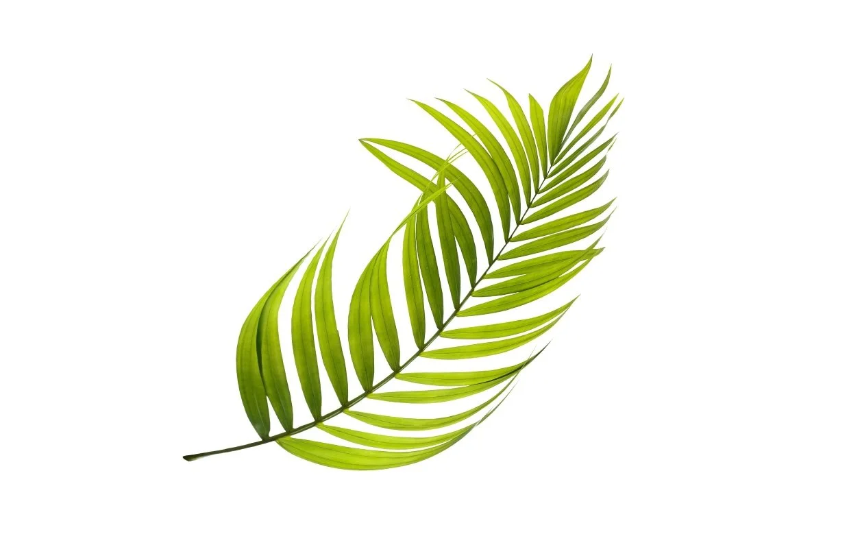 Palm Sunday: The Sunday of the Passion