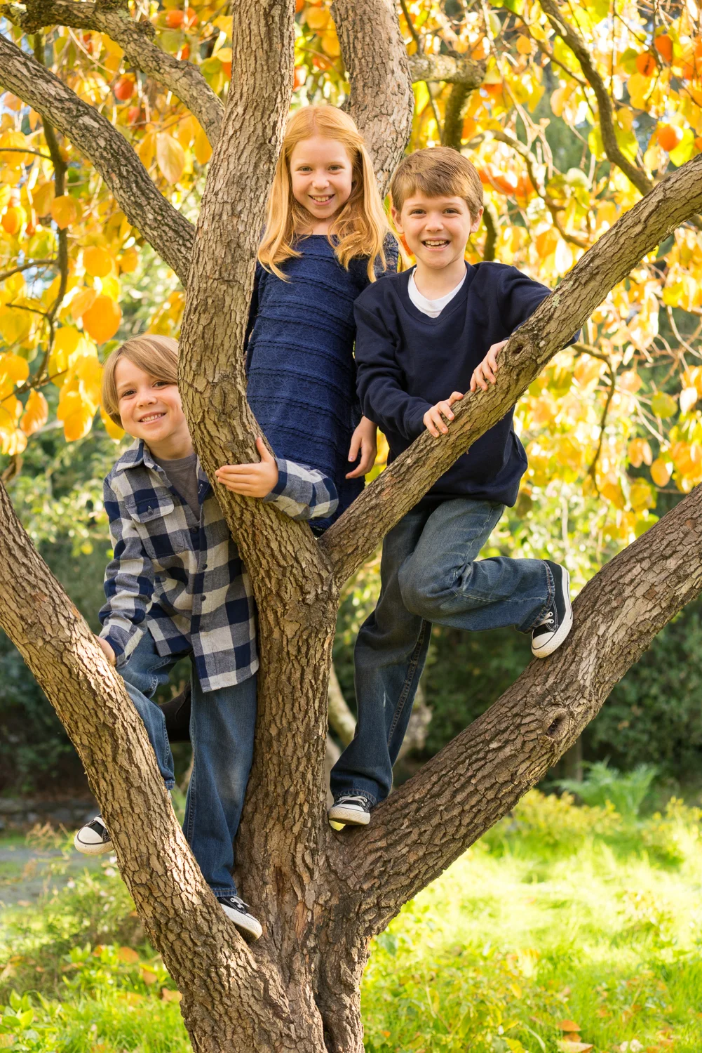 3 children in a tree-San Ramon family photographer
