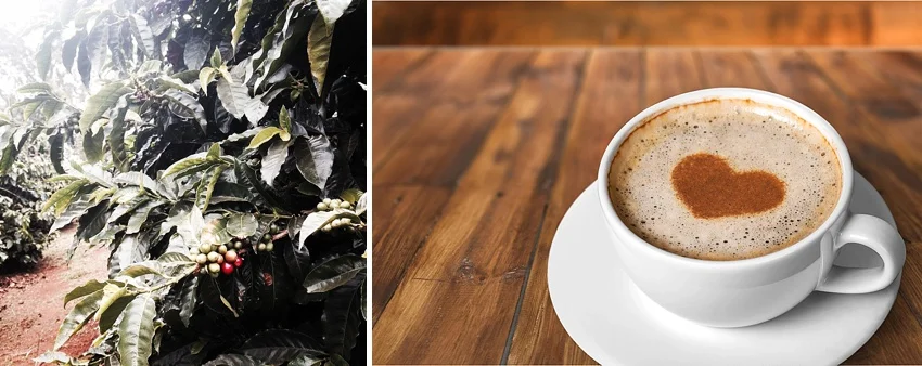 Wailuku Coffee Company