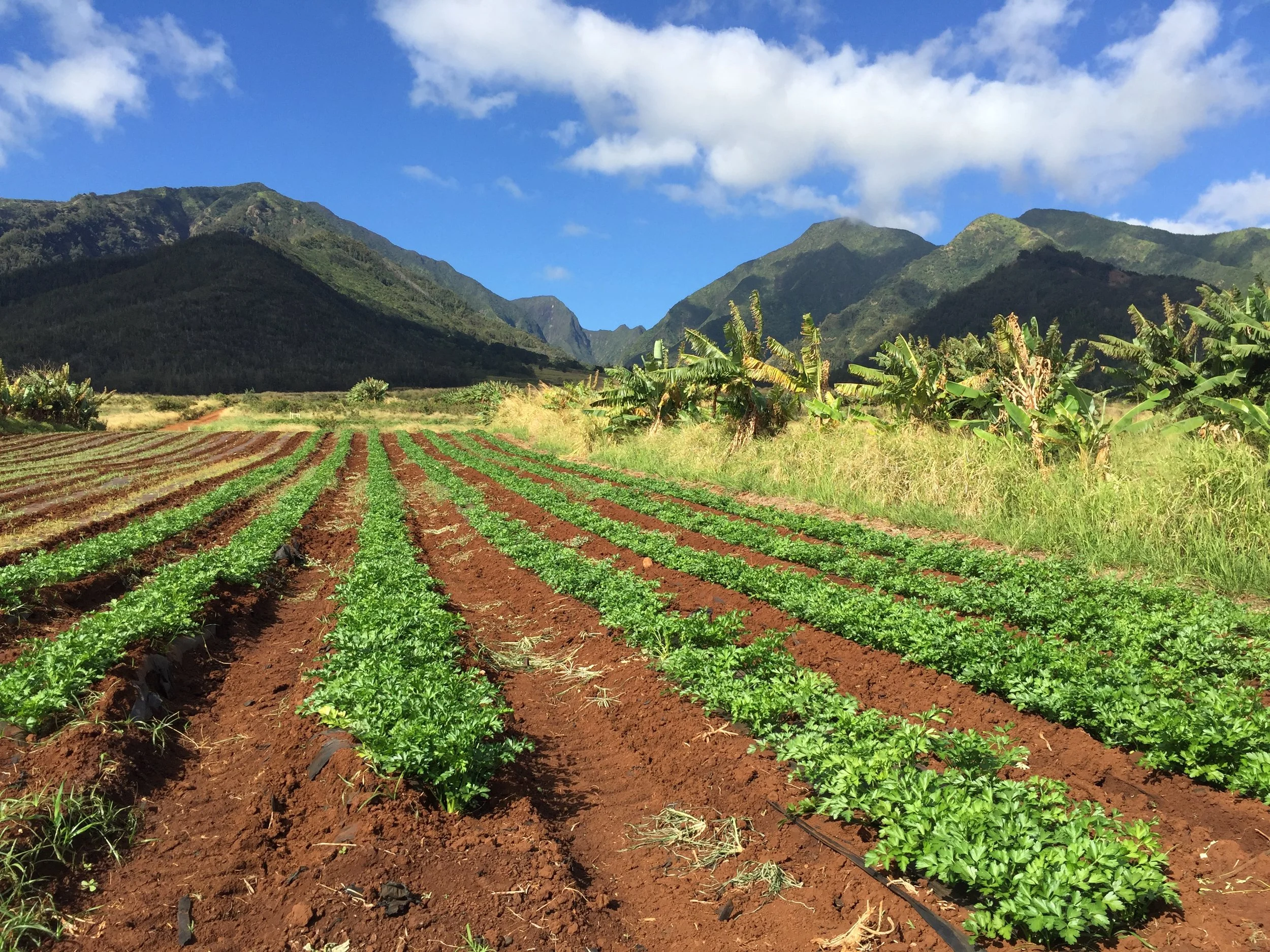 kumu_farms_fields04.jpg