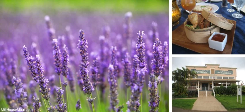 Lavander flowers