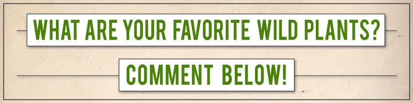 what are your favorite wild plants? comment below!