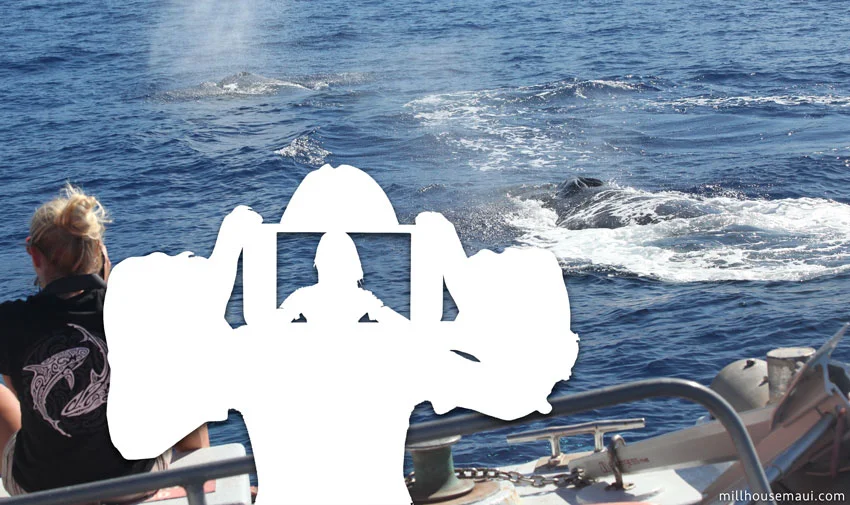 Whale Watching