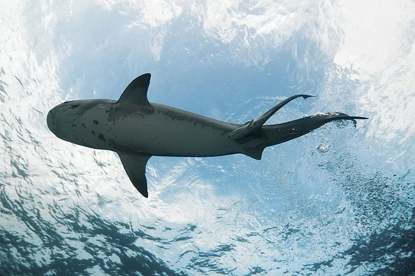 shark attack info maui