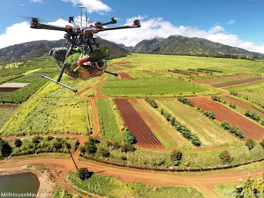 drone to table maui