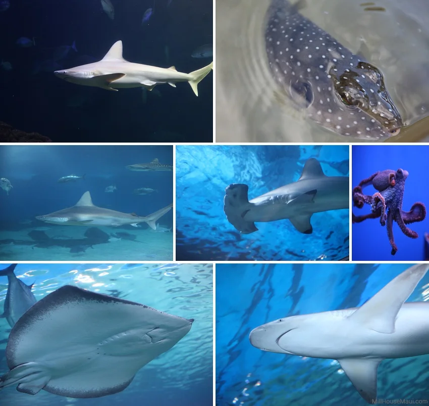 Maui Ocean Center