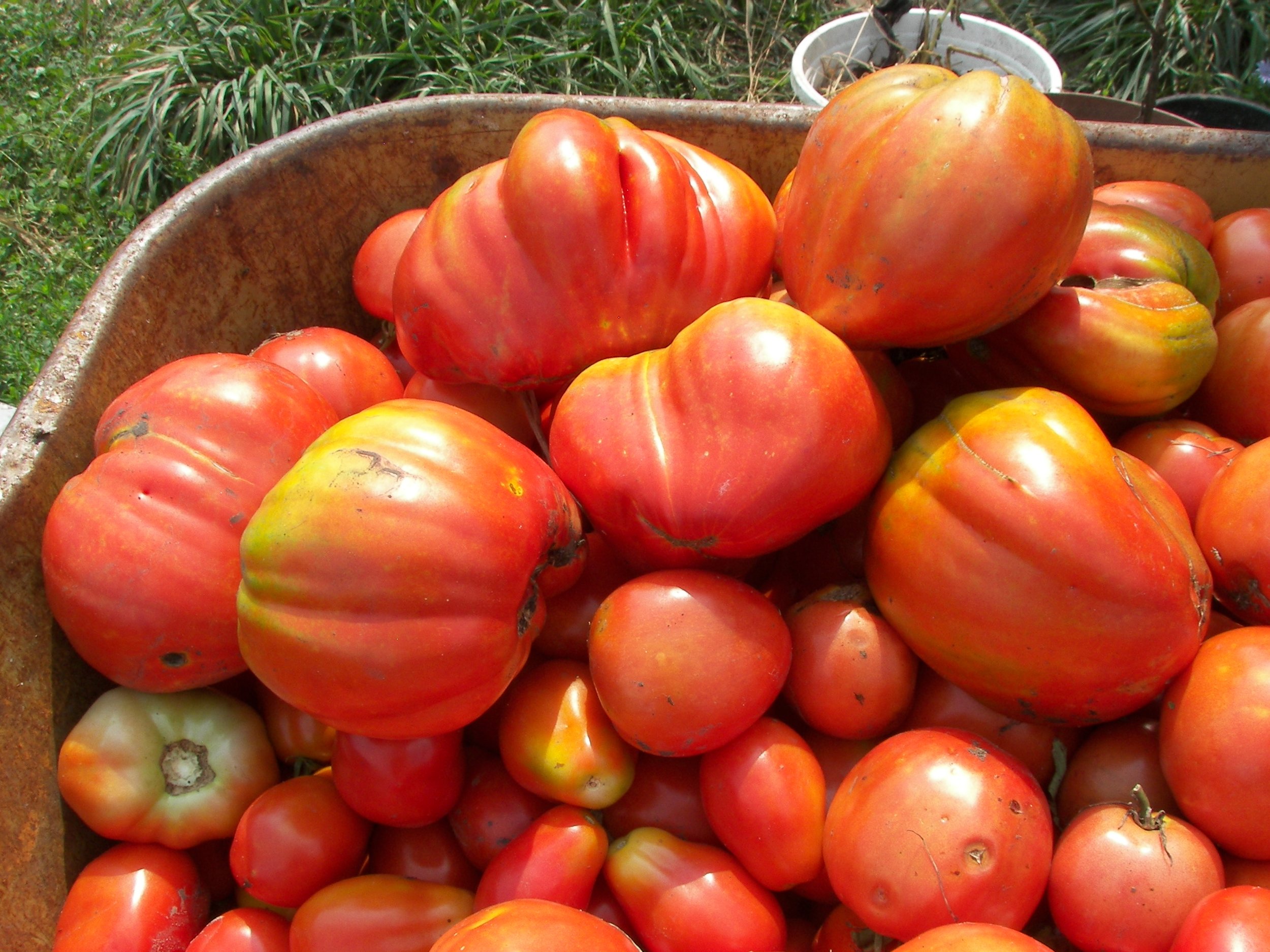 A wheelbarrow load of tomatoes.JPG