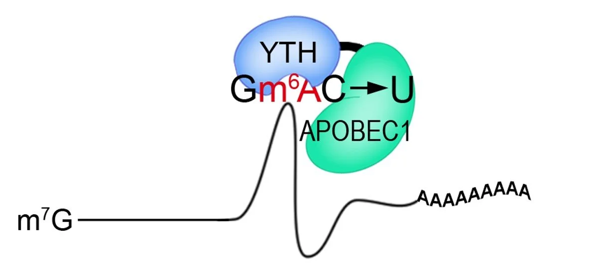 Resources — The Meyer Lab