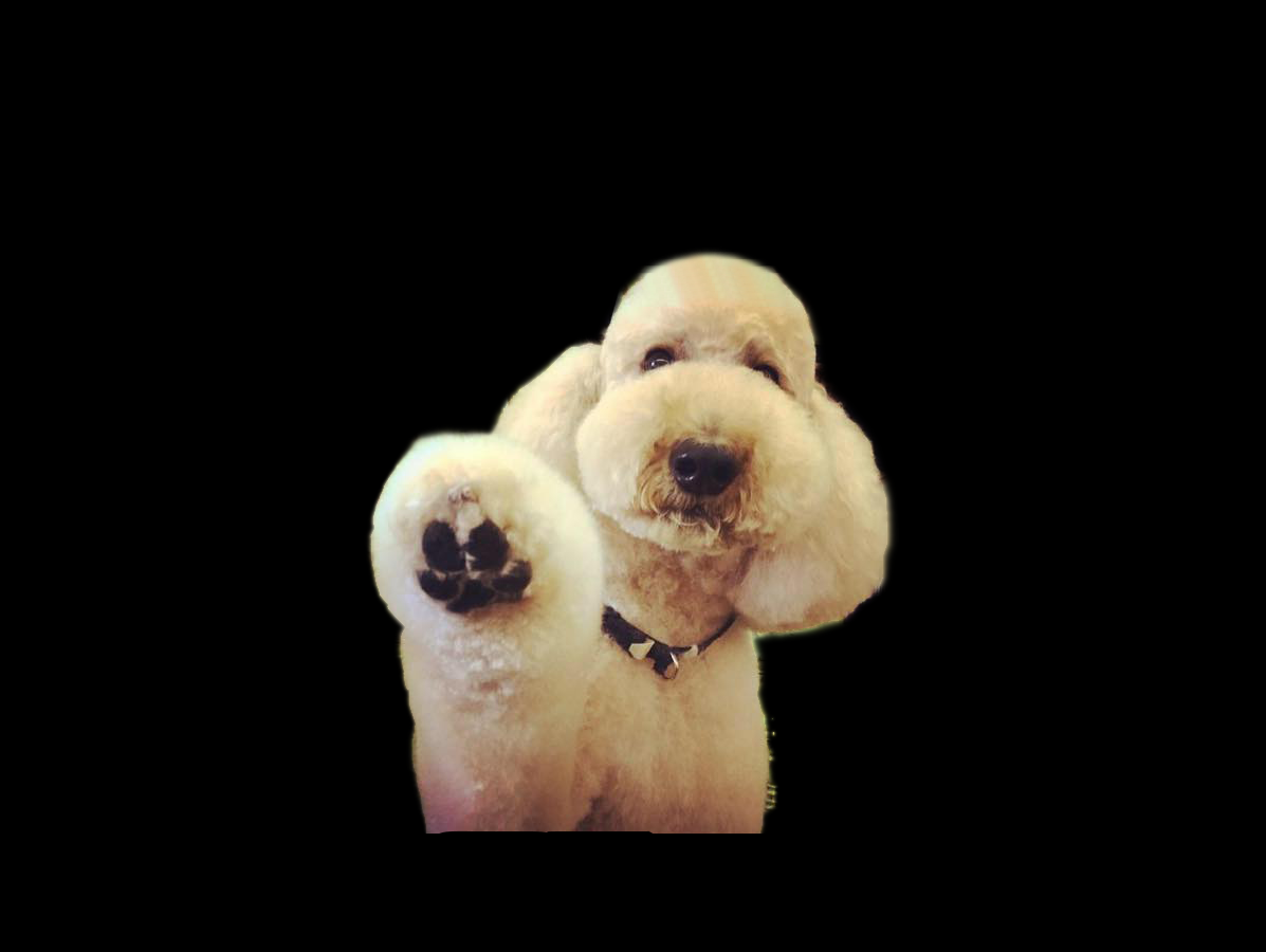 top-dog2.png