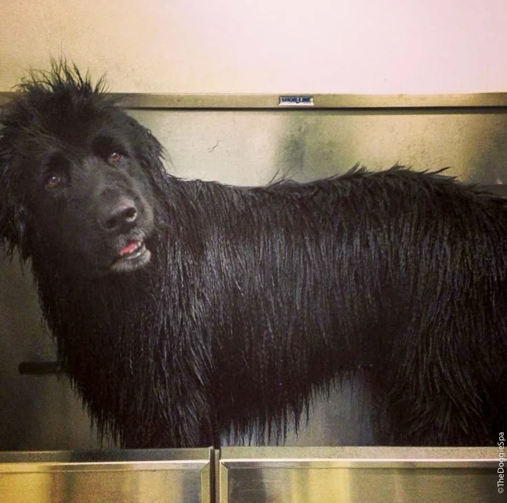 TheDoggieSpa-15.jpg