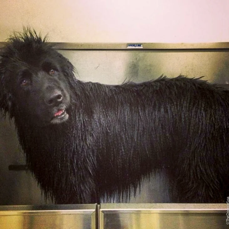 TheDoggieSpa-15.jpg