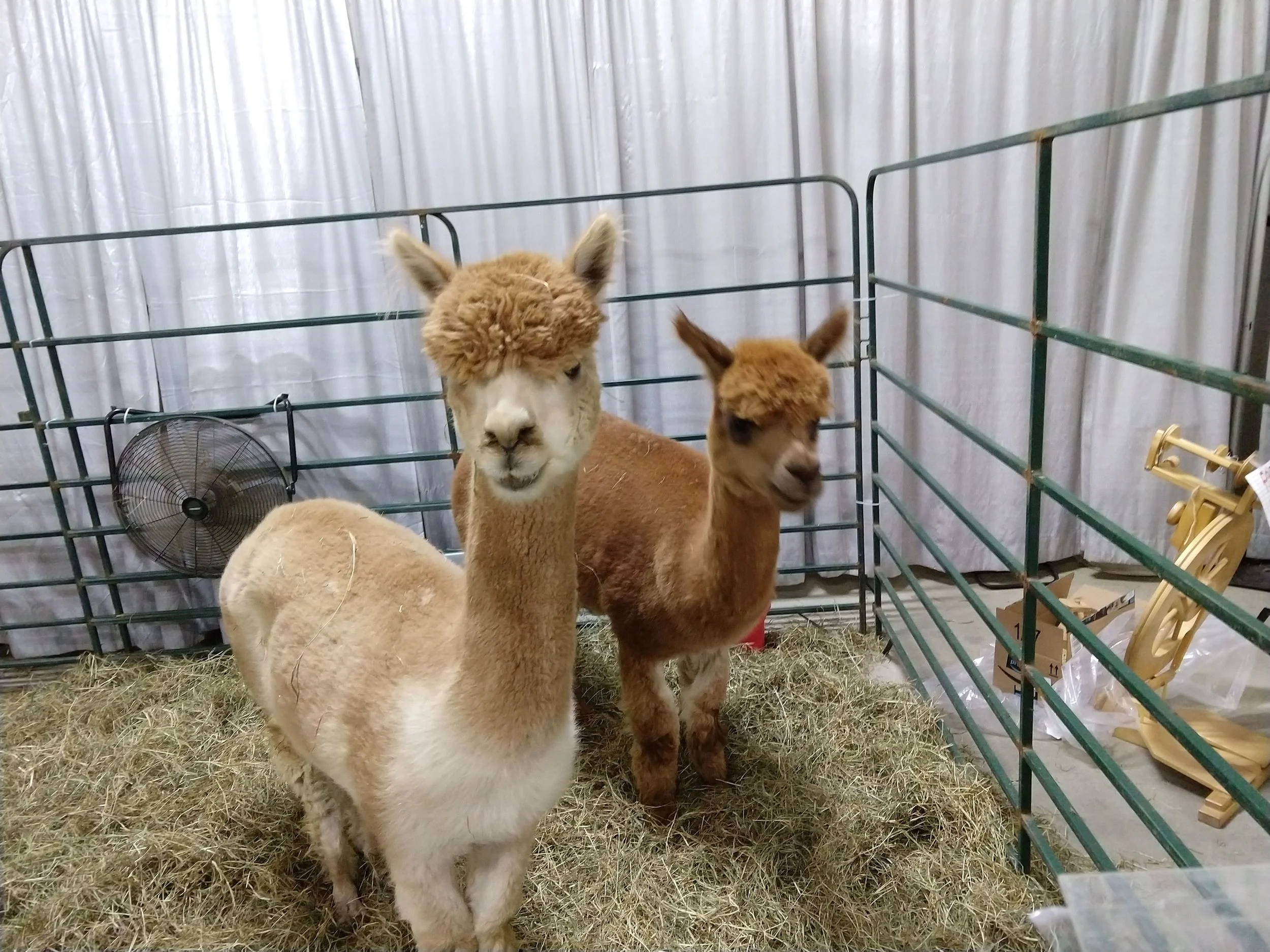Alpaca Neighbors