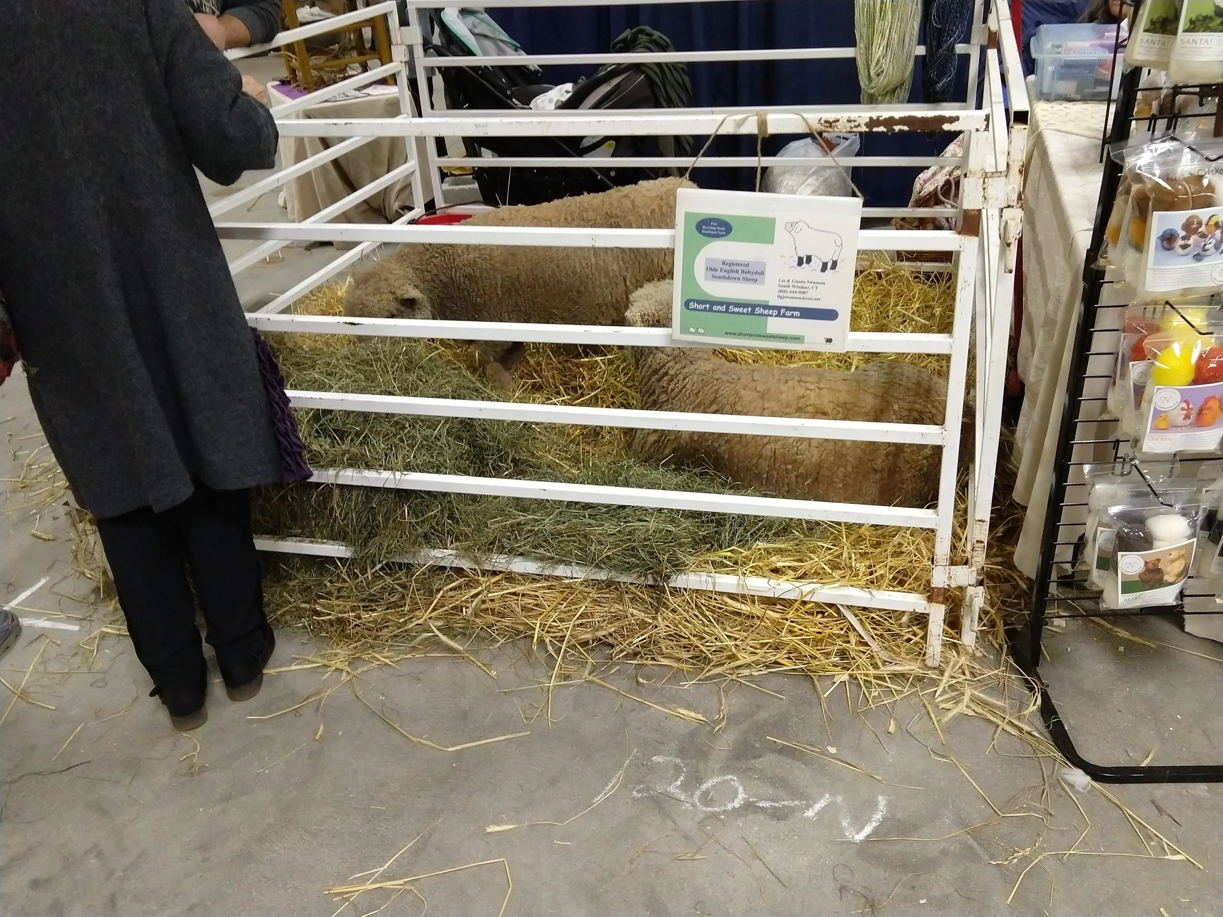Sheep