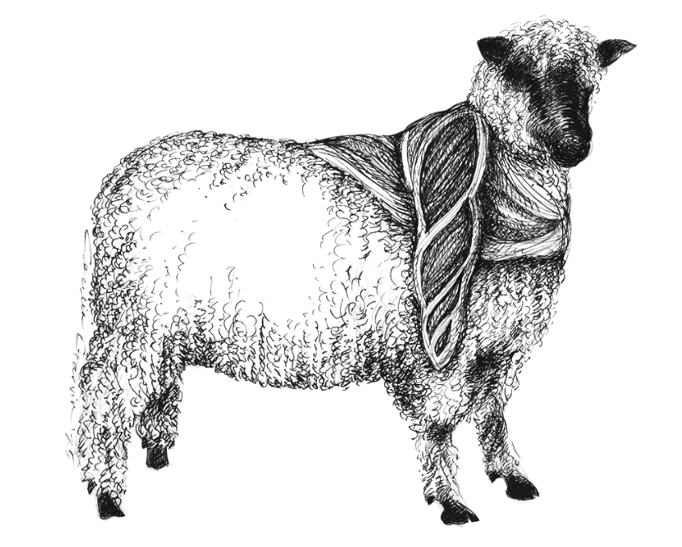 38th Annual Vermont Sheep and Wool Festival