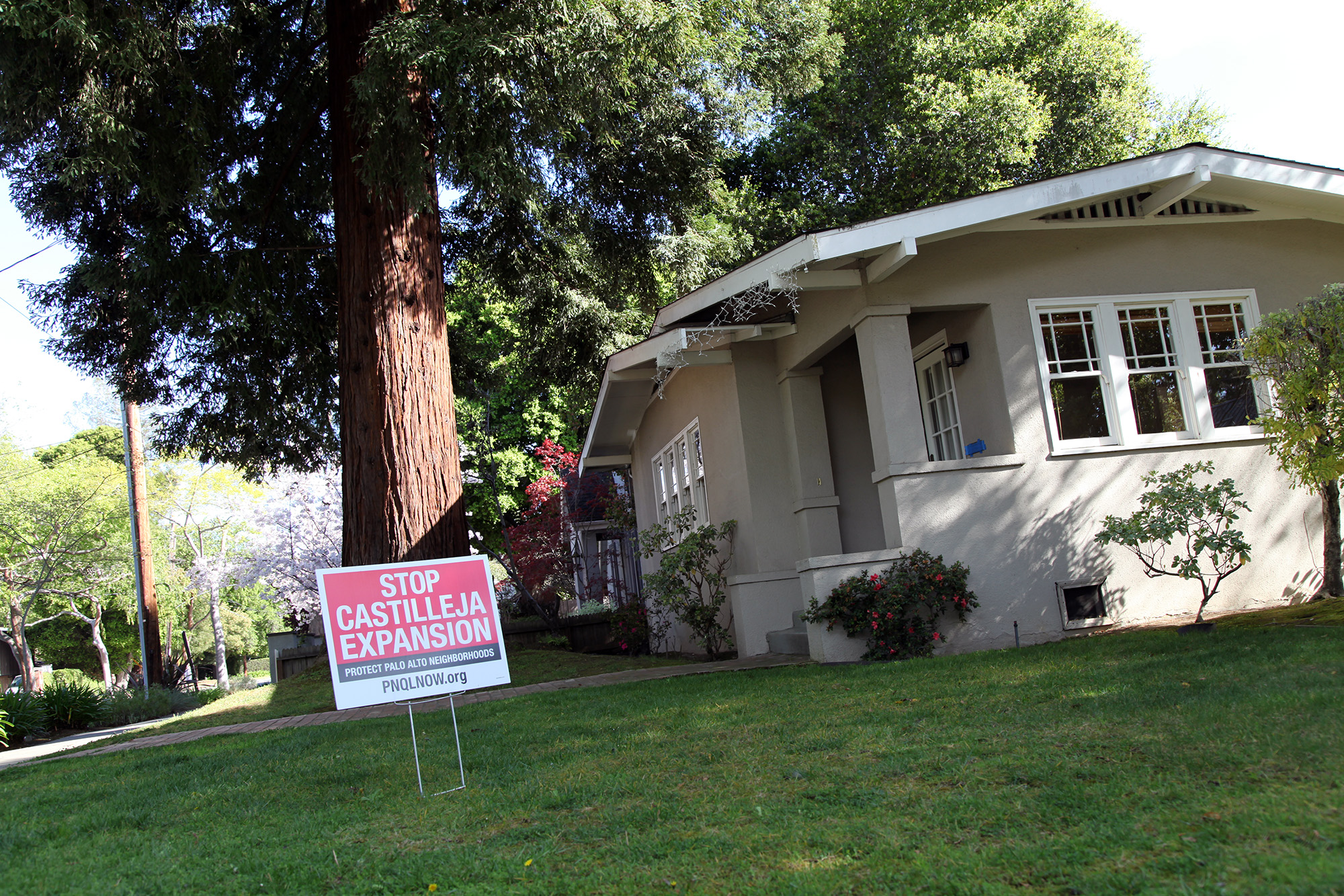 palo alto redwood trees