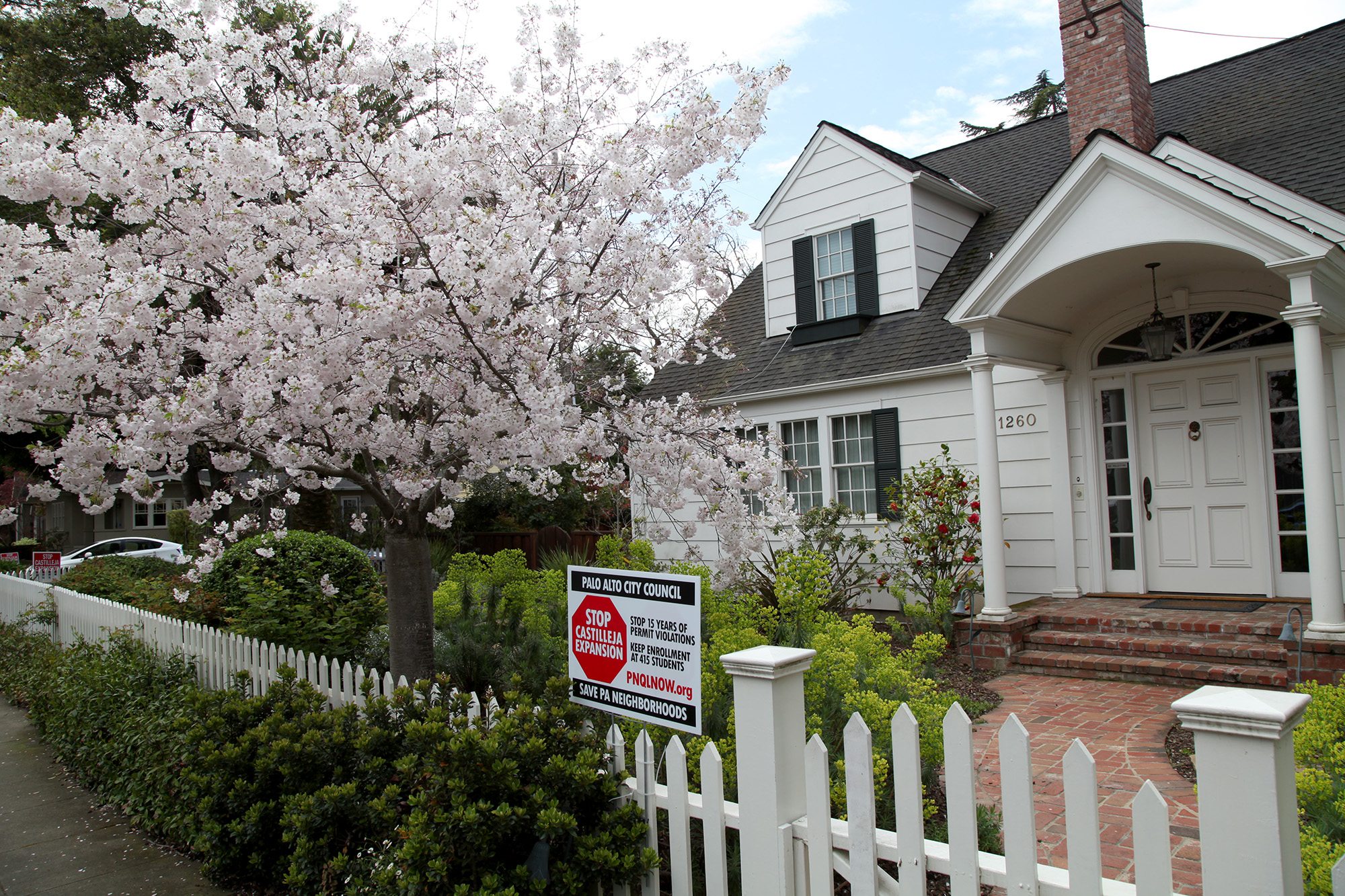 trees blossoming in palo alto california