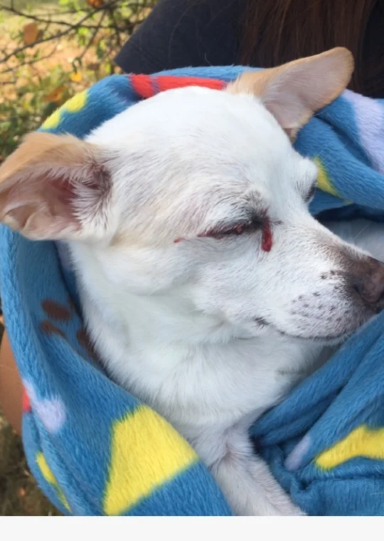 What happened to my dog?