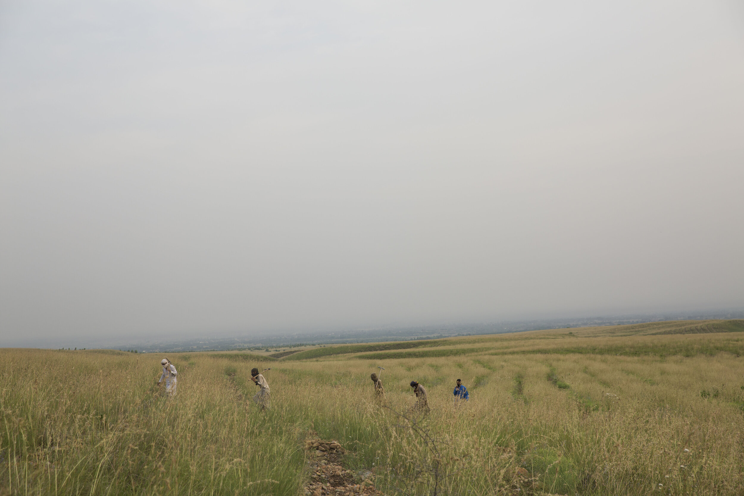  Out-of-work labourers work in the field during the covid-19 pandemic. 