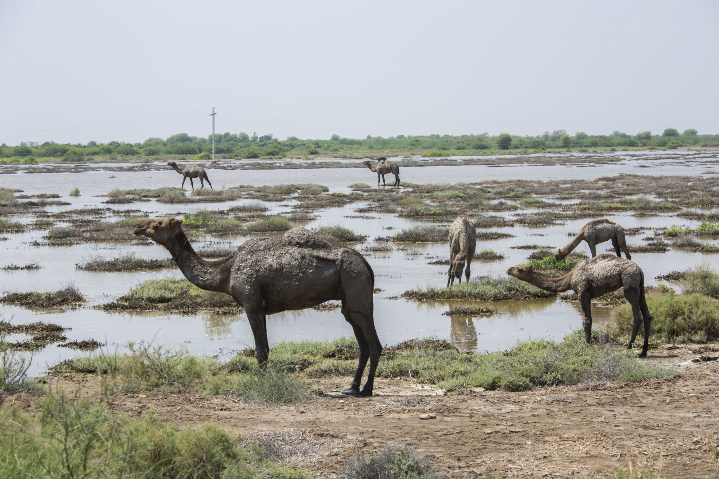  Camels in the flooded plains. 