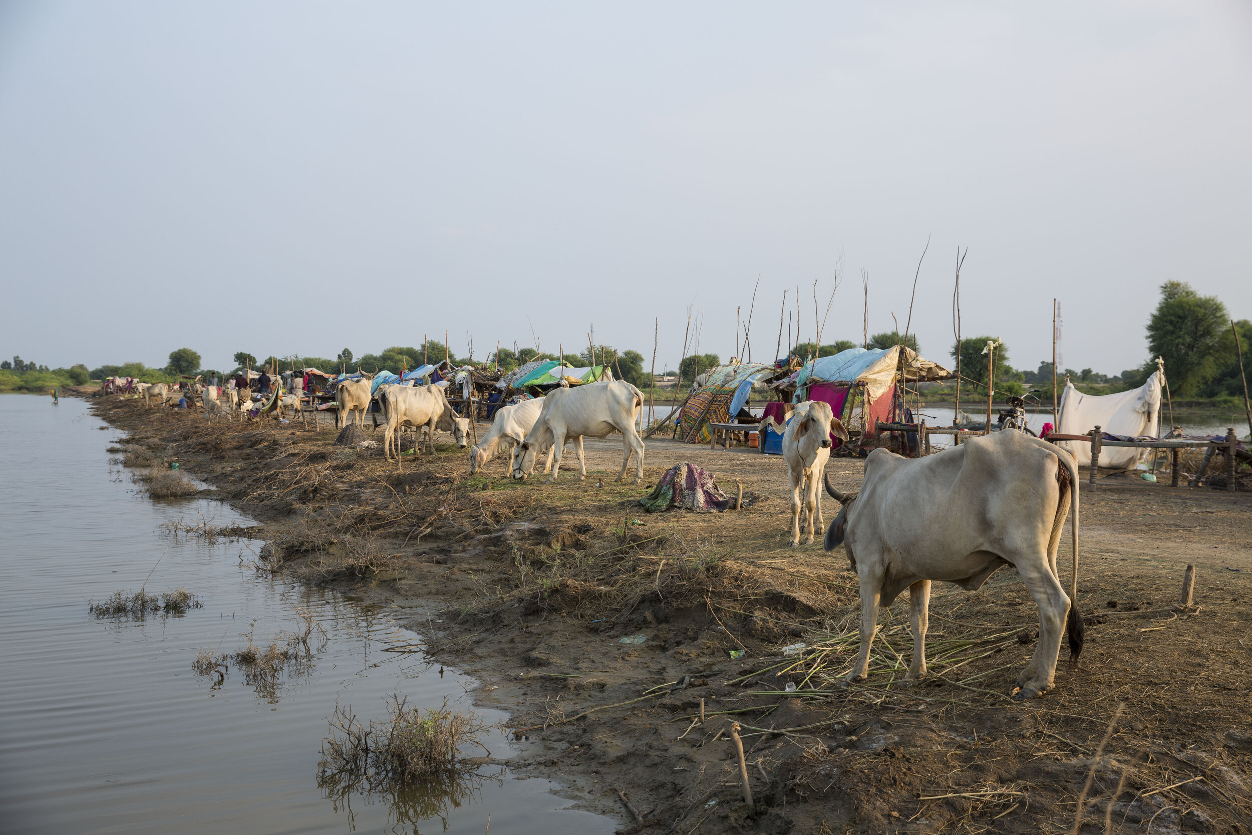  Most of these semi-nomadic villagers survive on subsistence farming. But many have lost all their cattle and crops.  