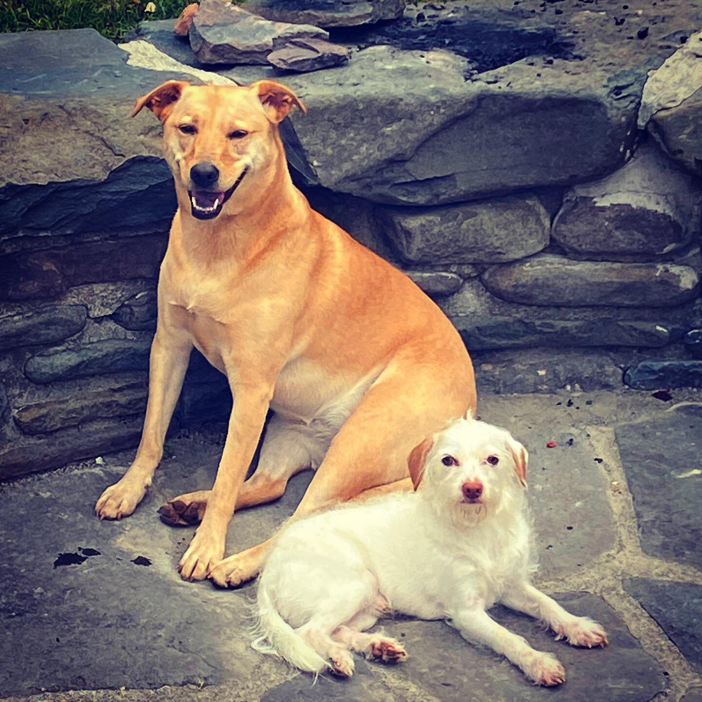 Walter wedding photo with big blonde spouse, Millie... #walter #walterwhitman #dogsofinstagram