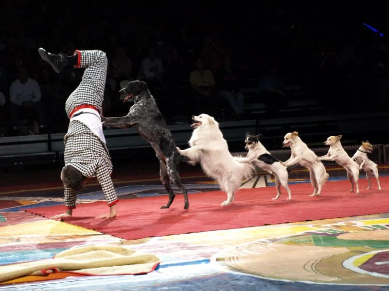 Johnny Peers’ & The Muttville Comix