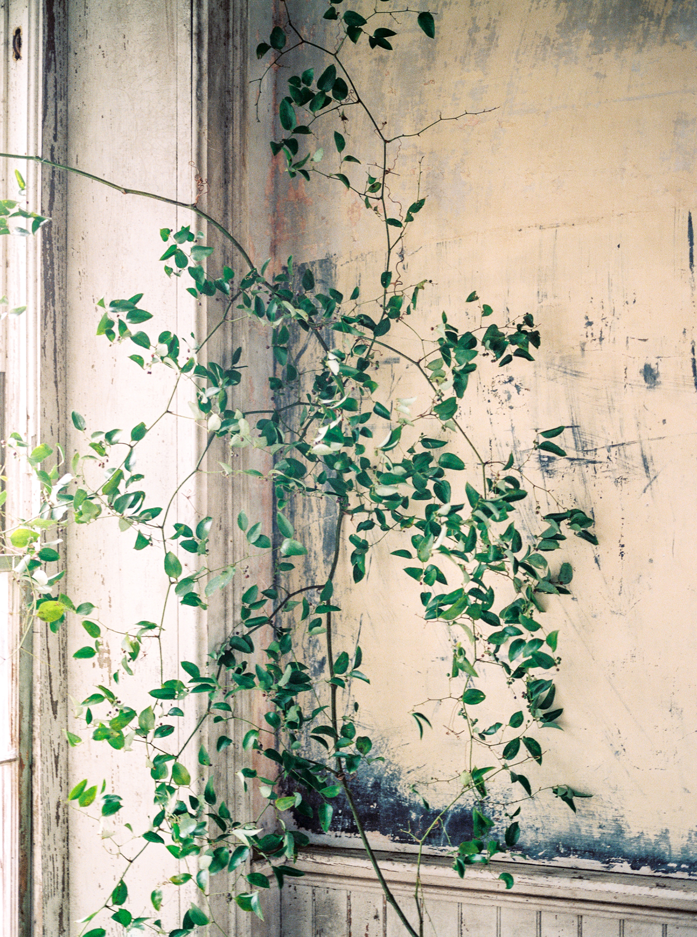 Fine Art Floral Design - Olive Grove Design - 00004.jpg