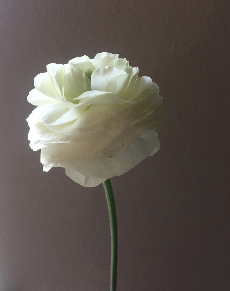 Olive Grove Design - Dallas Wedding Flowers - Ranunculus - 00008.png
