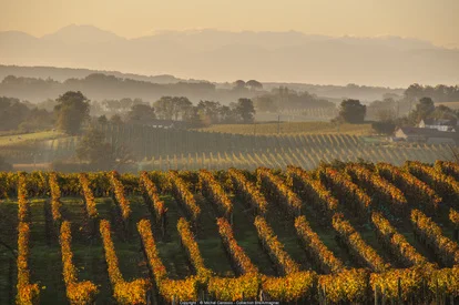 In the heart of the Armagnac vineyard