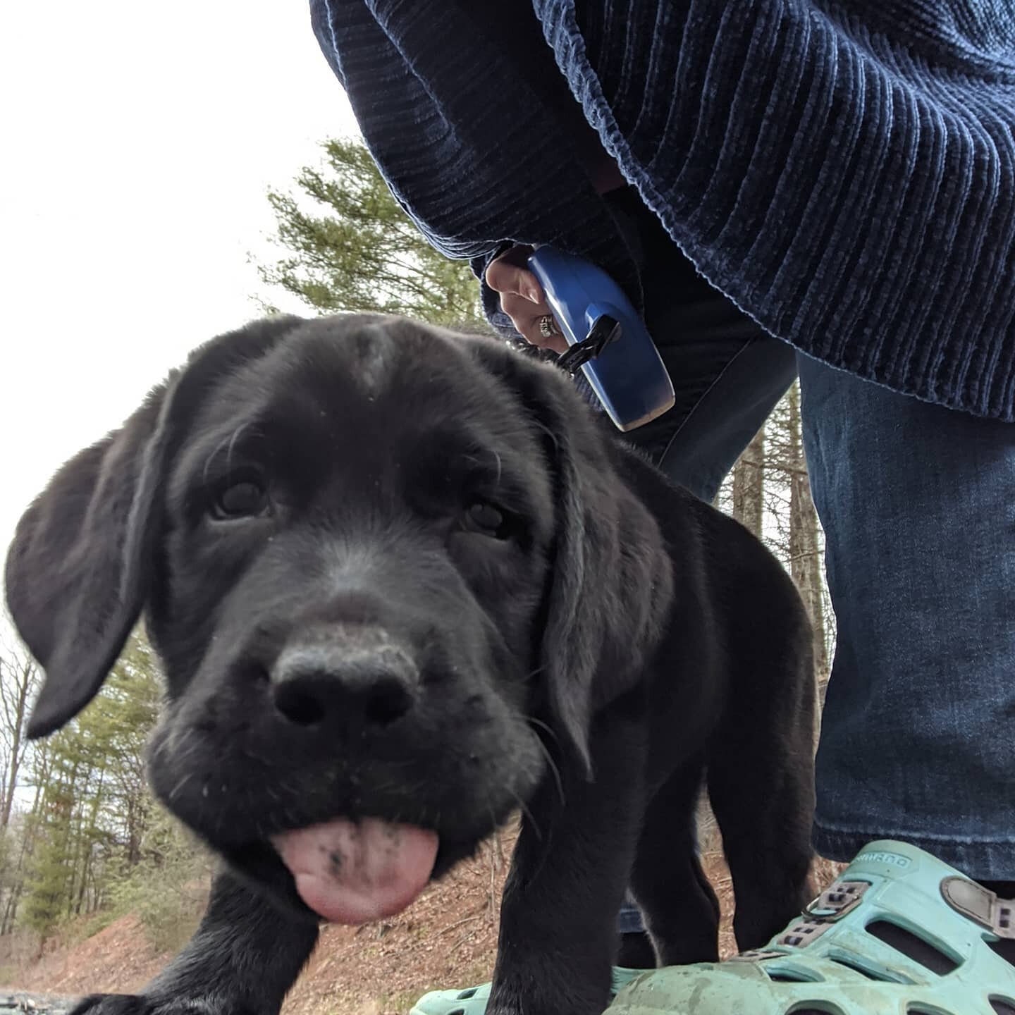 One year ago this goof ball arrived from  New Hampshire. Came into our life and turned it up side down. And occasionally he looks like he got into the sauce!!!! #puppylove #goofy #bestfriends #thankful #fourlegged
