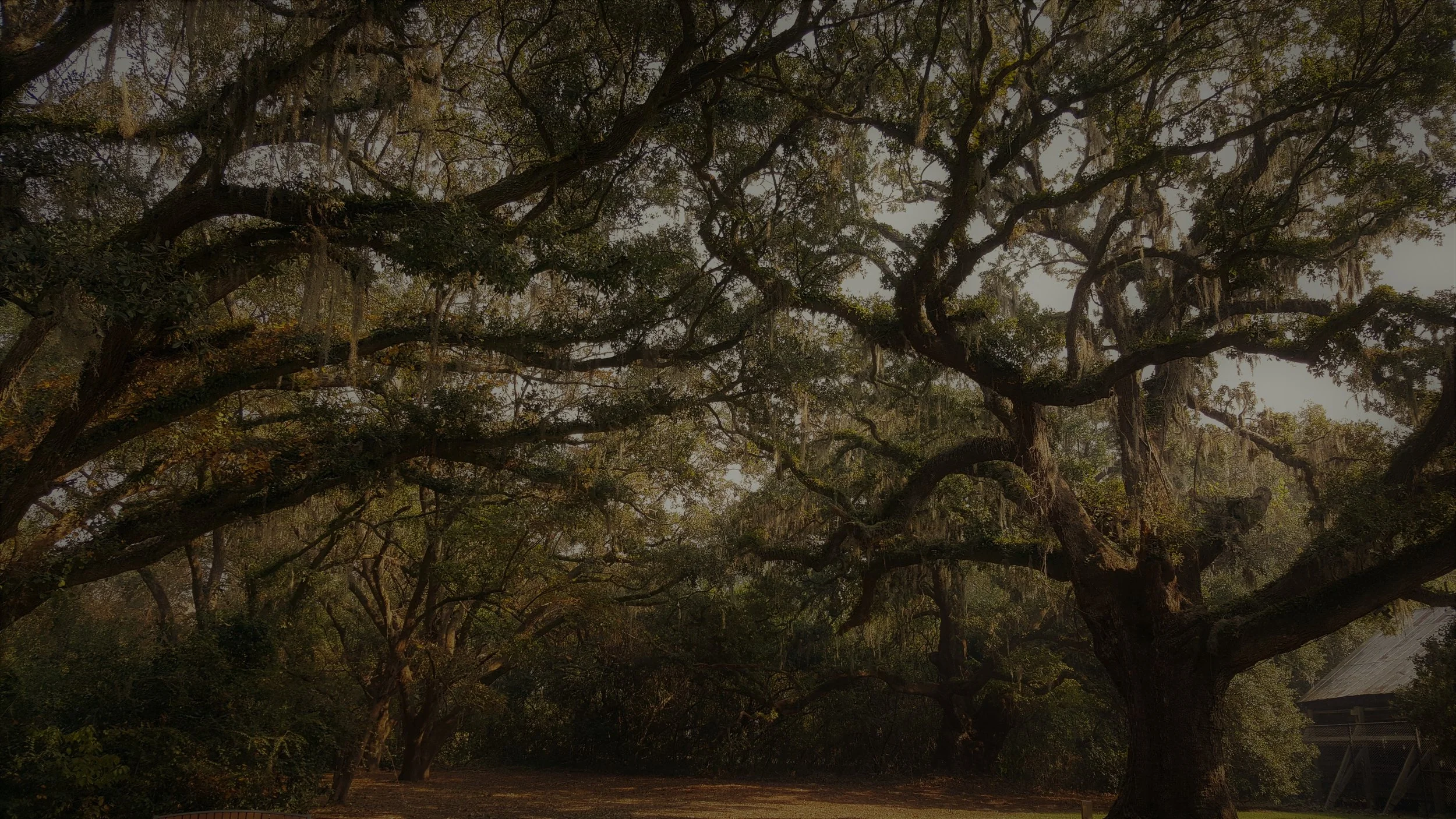 plantations.jpg
