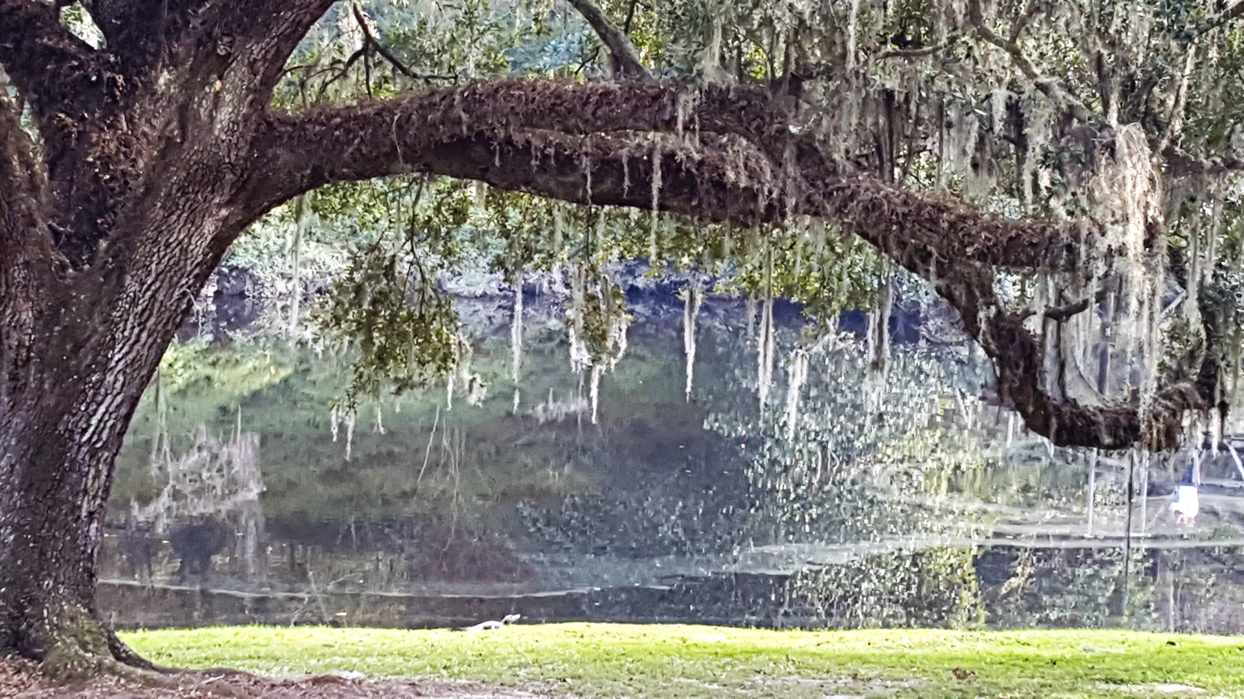 plantationmiddletrees.jpg