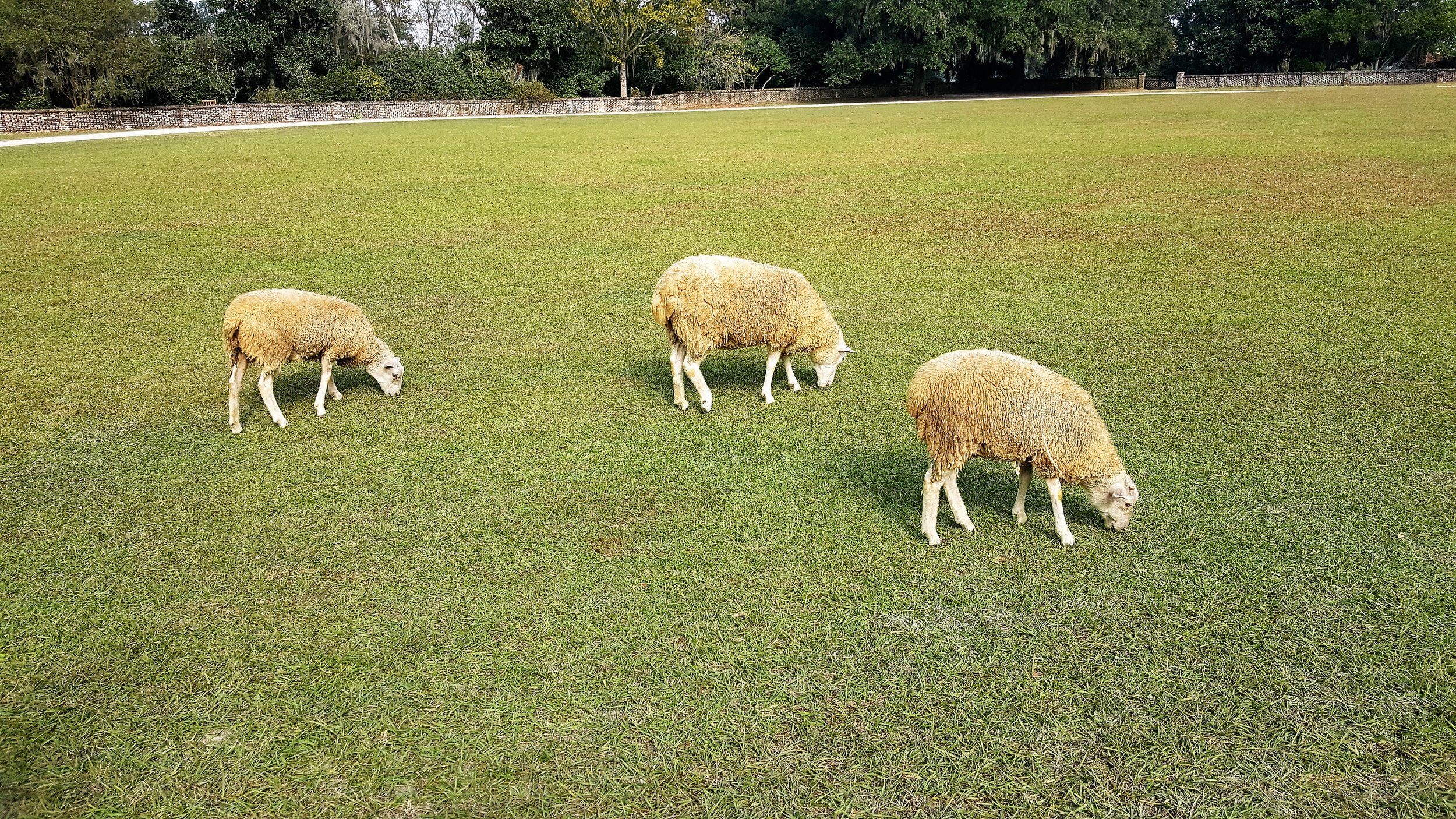 plantationmiddlesheep.jpg