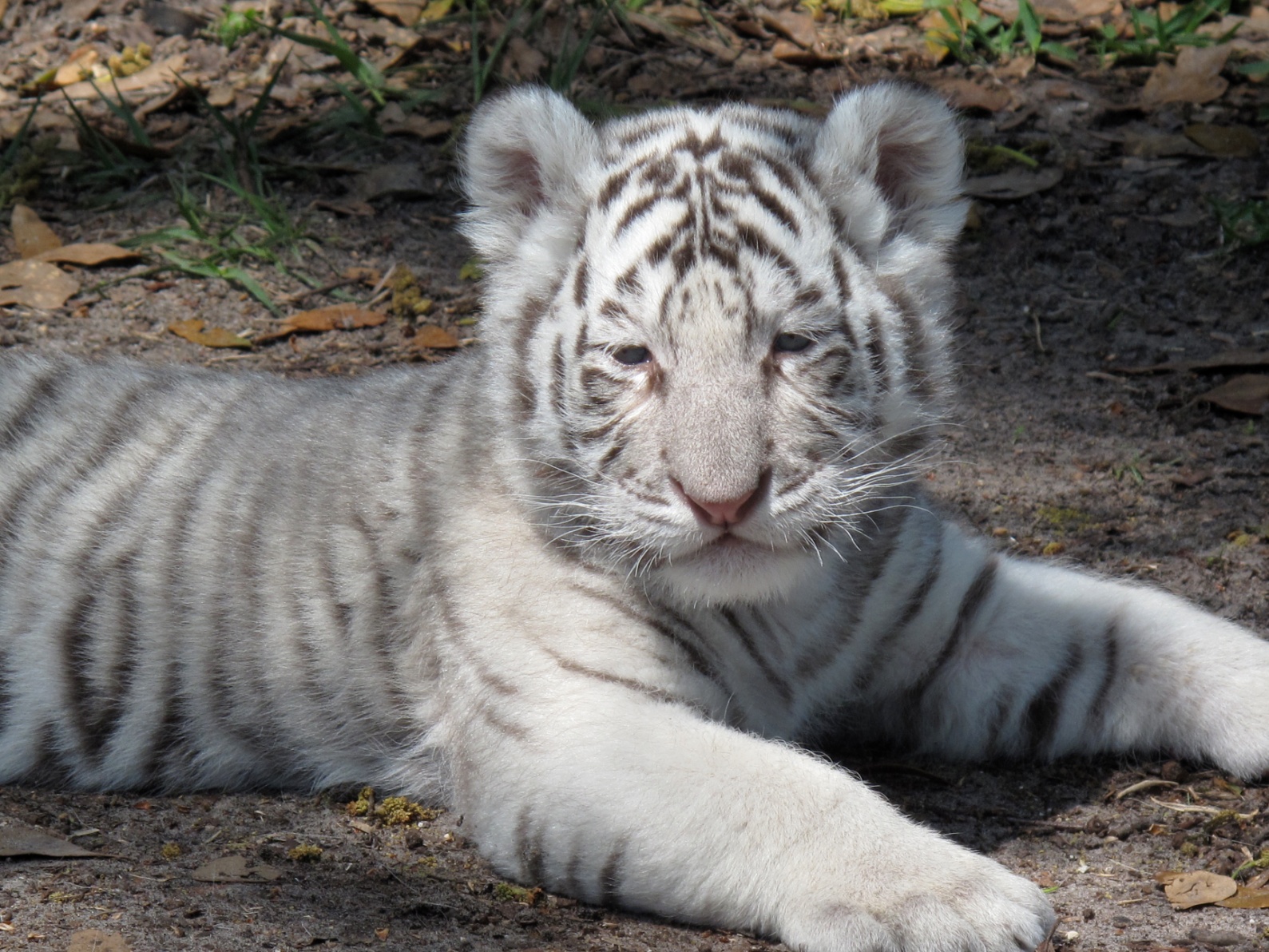 babywhitr.jpg
