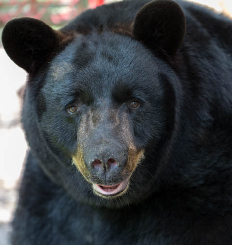 cozybear.jpg