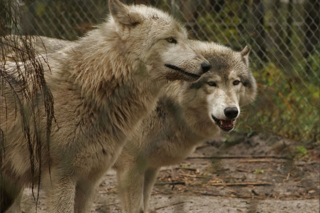 graywolves.jpg