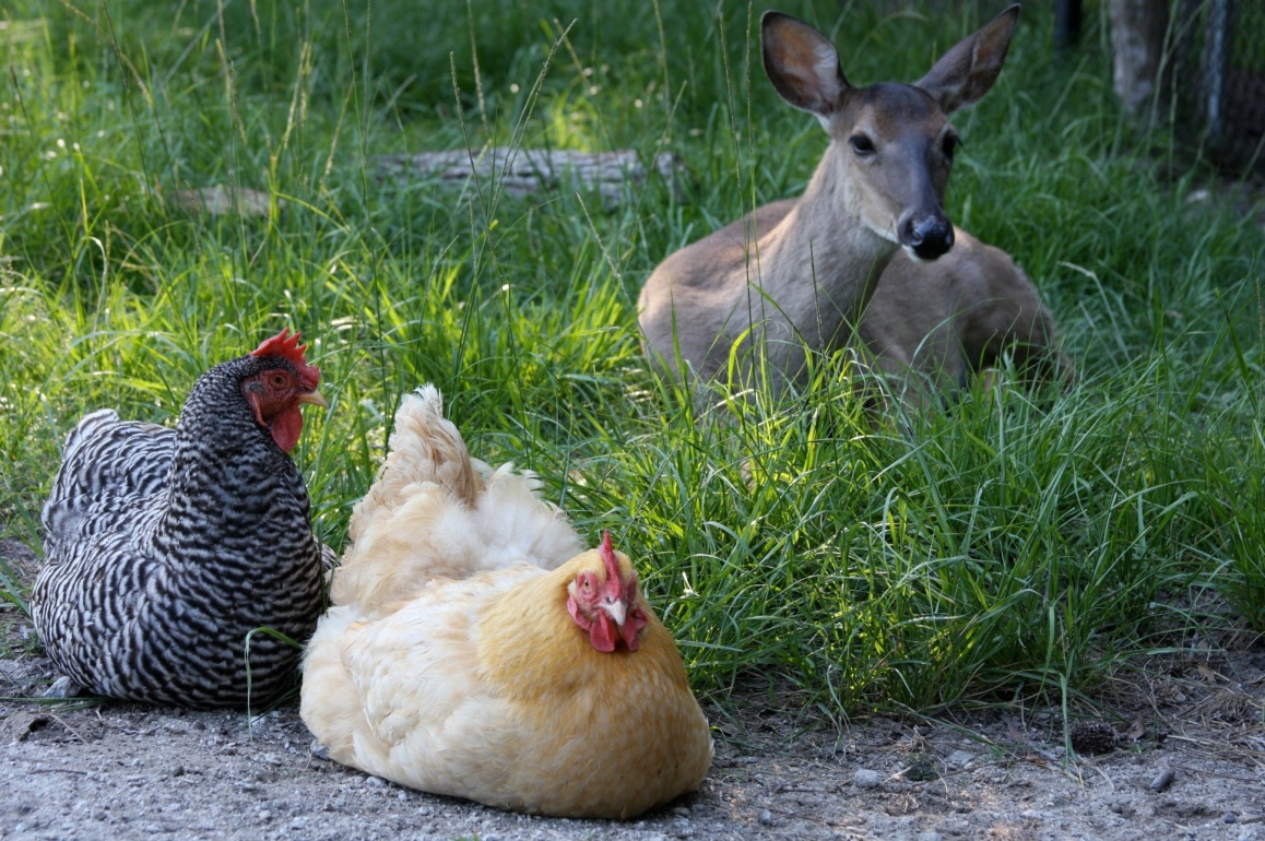 deer_hen.jpg