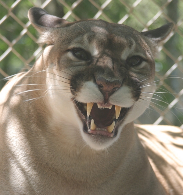 puma.jpg