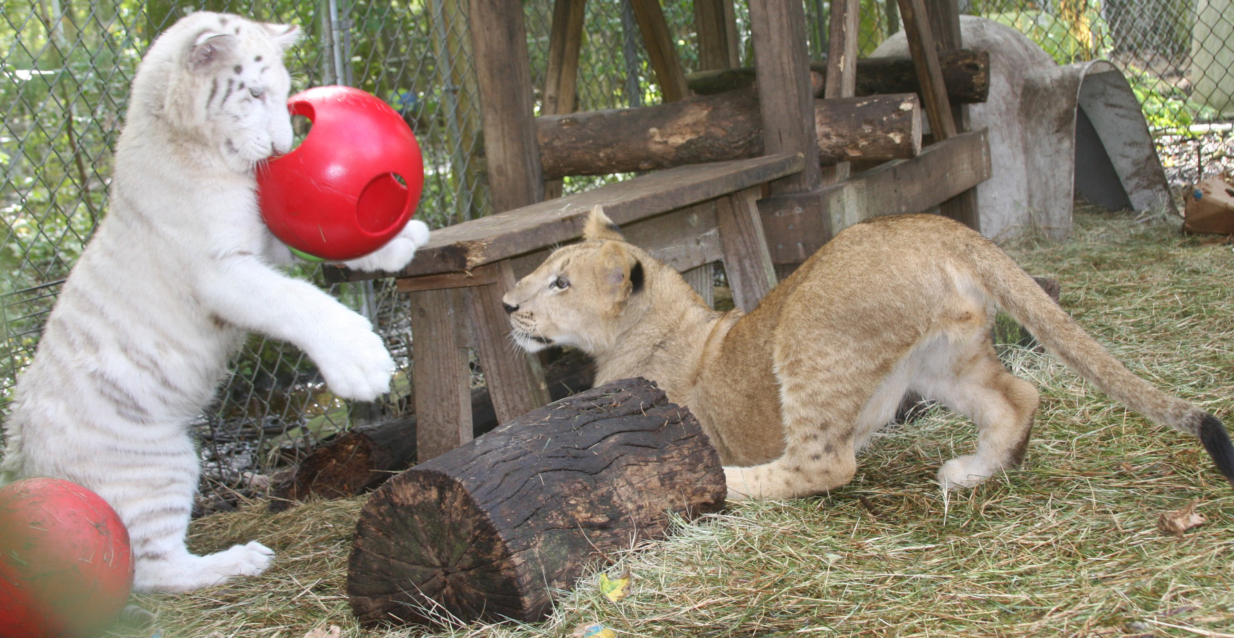 snowandafricanplay.jpg