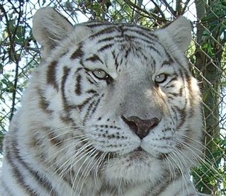 whitetiger.jpg