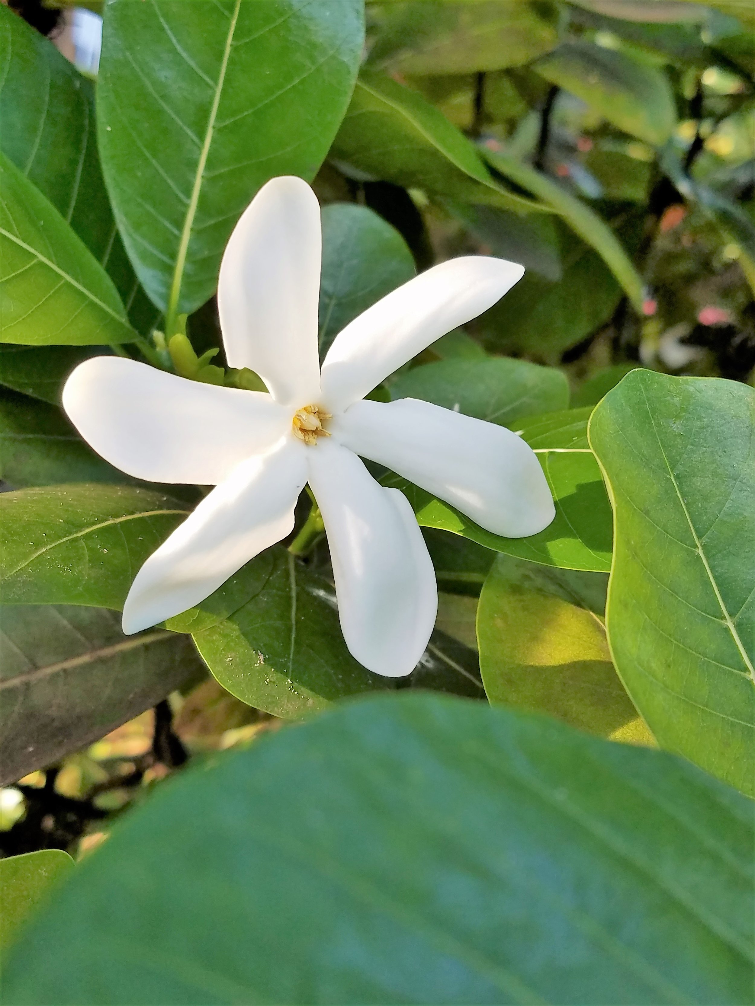 Tahiti mountain flower