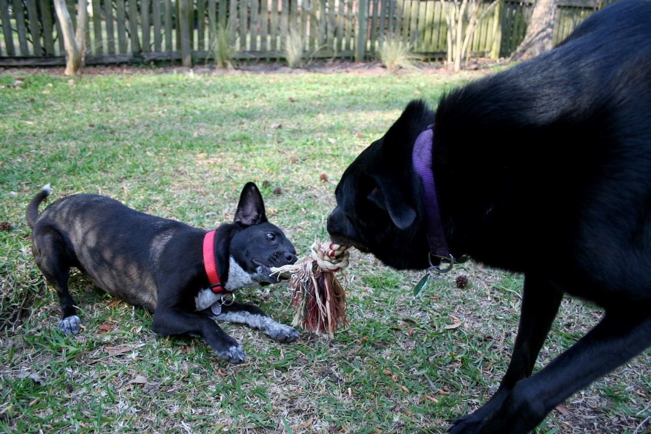 Tug of War with my big brother, Nick, in my new backyard.