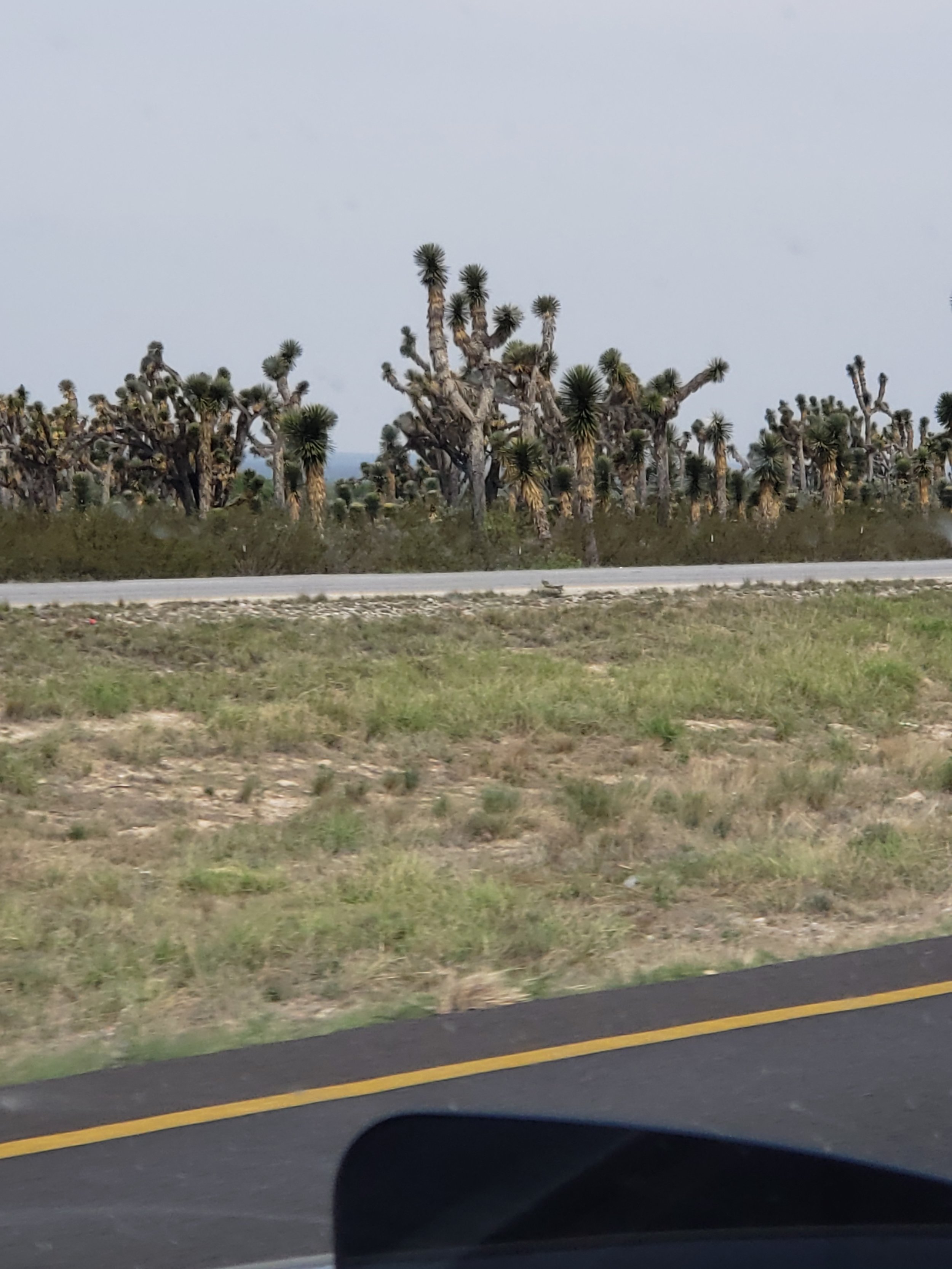 Lydia's favorite desert vegetation