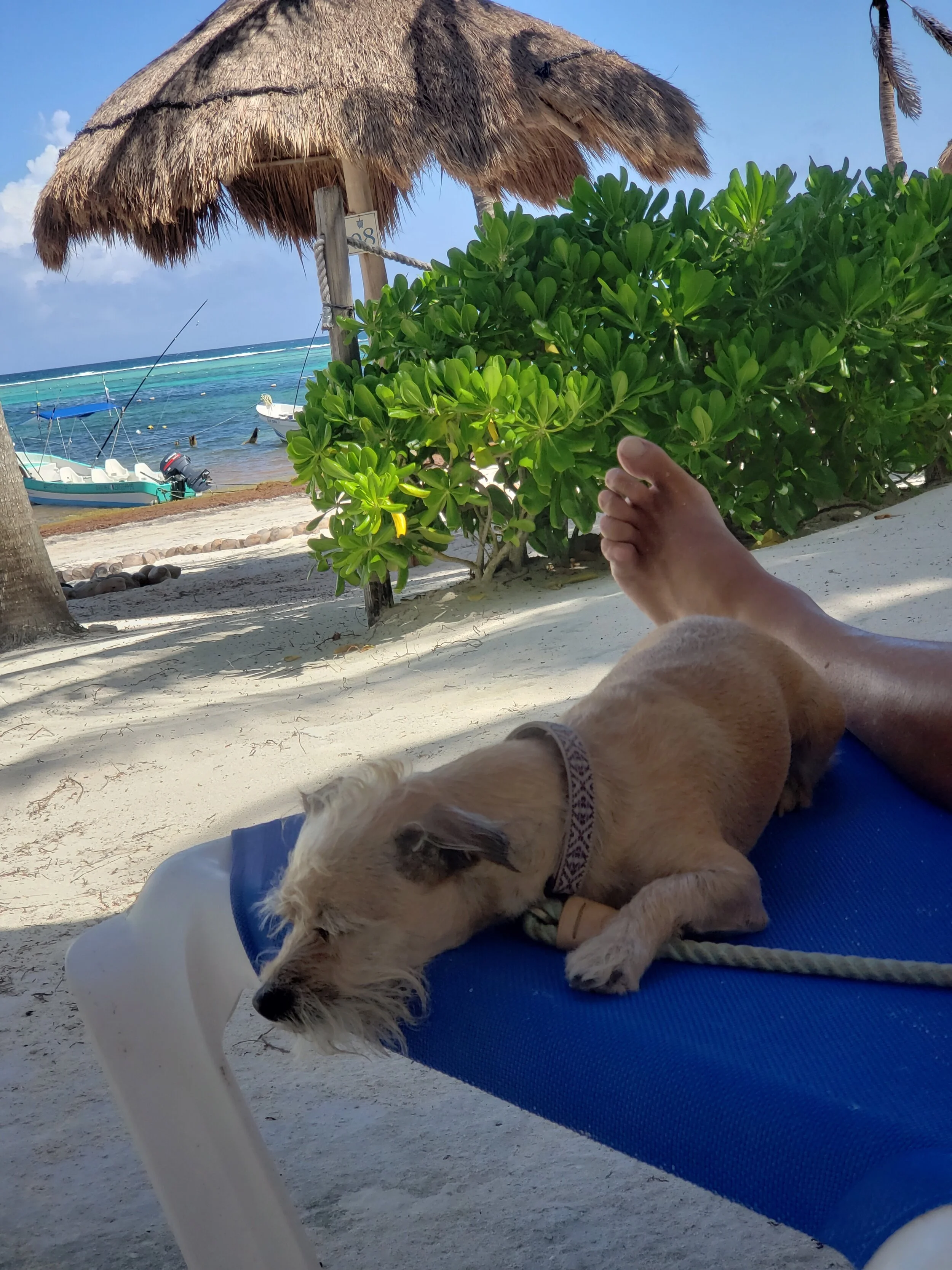 Hotel Akumal Caribe, beachfront view