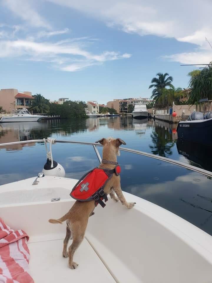 Boat dog Manito